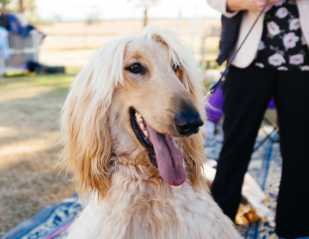 Afghan Hound: Beauty with a Mind of Its Own (image credits: flickr)