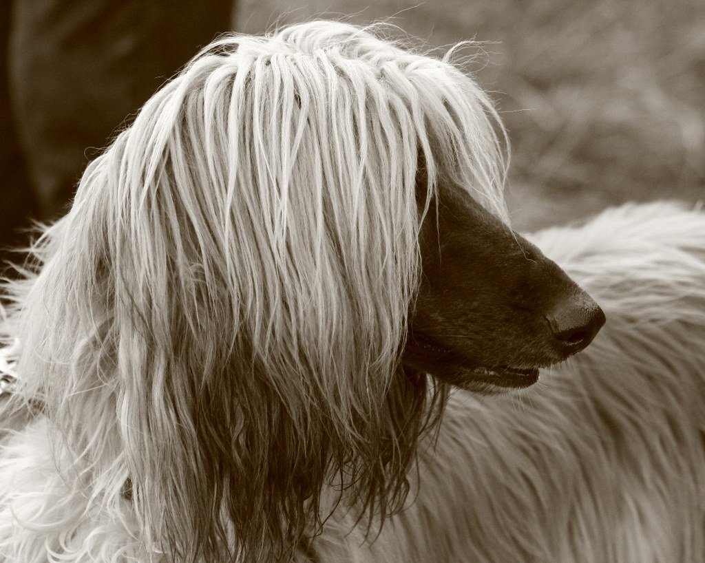 Afghan Hound: The Glamorous Rebel (image credits: flickr)