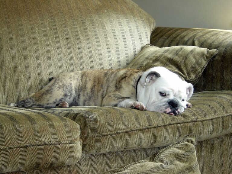 The 9 Most Stubborn Dog Breeds to Train Every Test