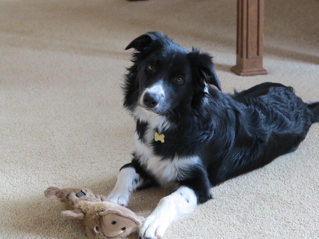 Border Collie: The Canine Genius (image credits: flickr)