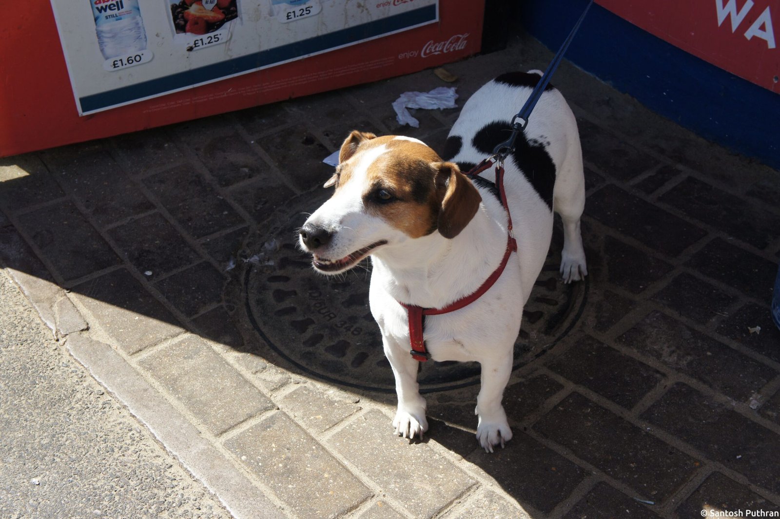 Jack Russell Terrier: The Energizer Escape Artist (image credits: wikimedia)