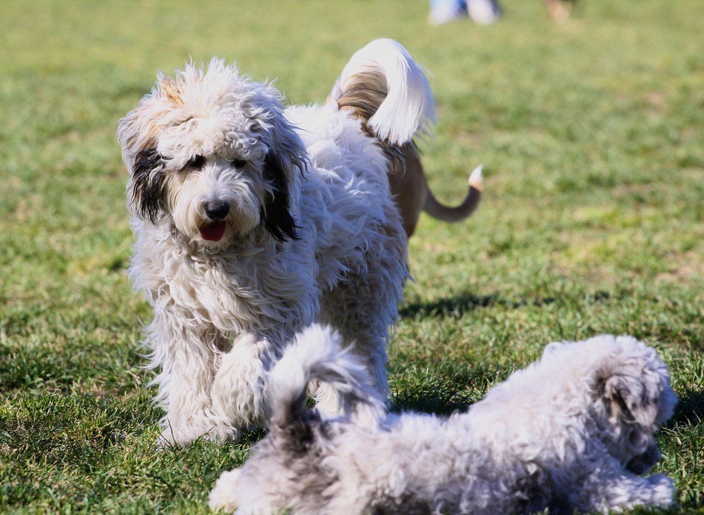 2. The Joy (and Chaos) of Off-Leash Dog Parks (image credits: flickr)