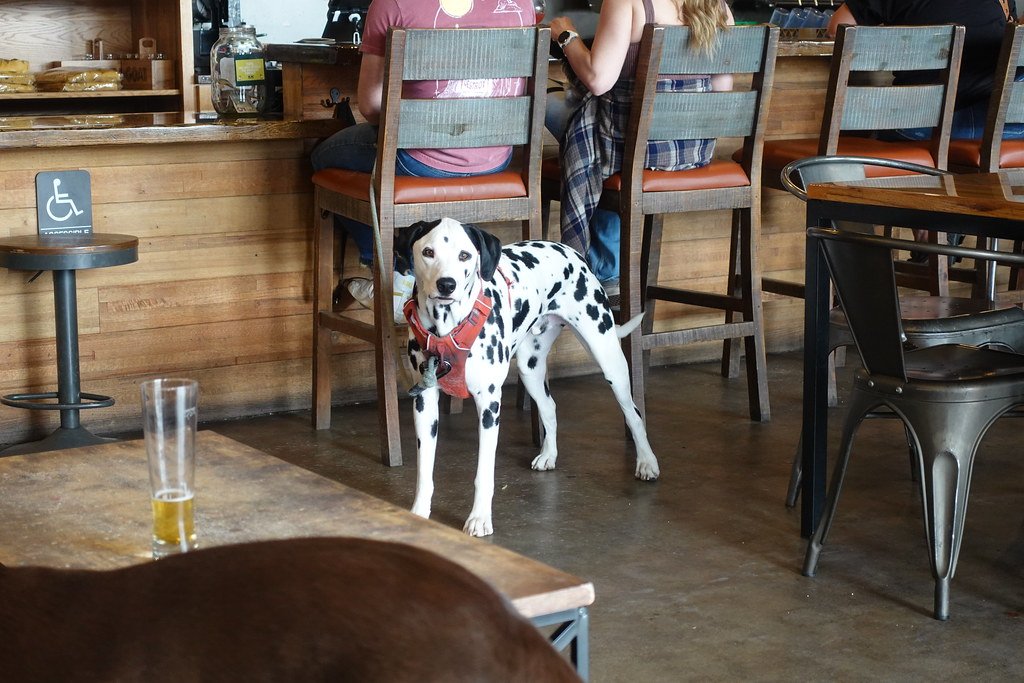 4. Finding the Best Dog-Friendly Patios and Breweries (image credits: flickr)