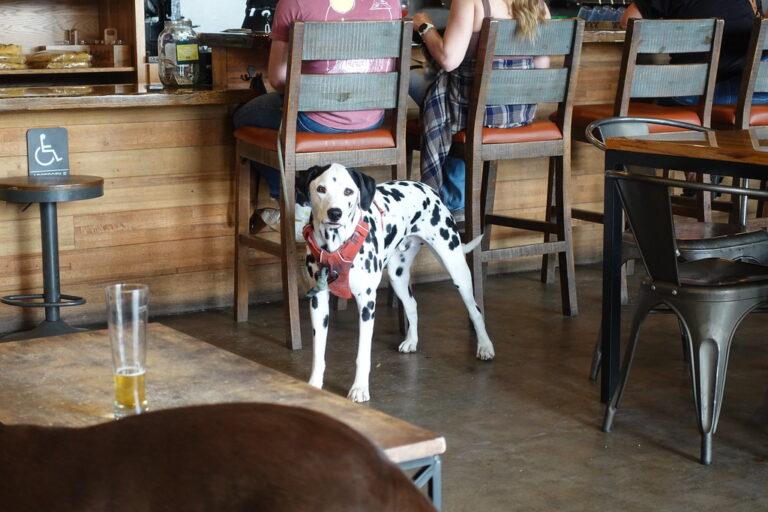 12 Things Only Dog Owners From Nashville Truly Understand