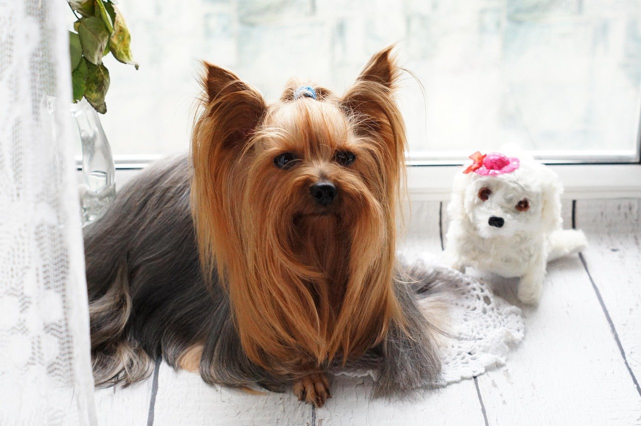 Long Lifespan For Lasting Companionship (image credits: pixabay)