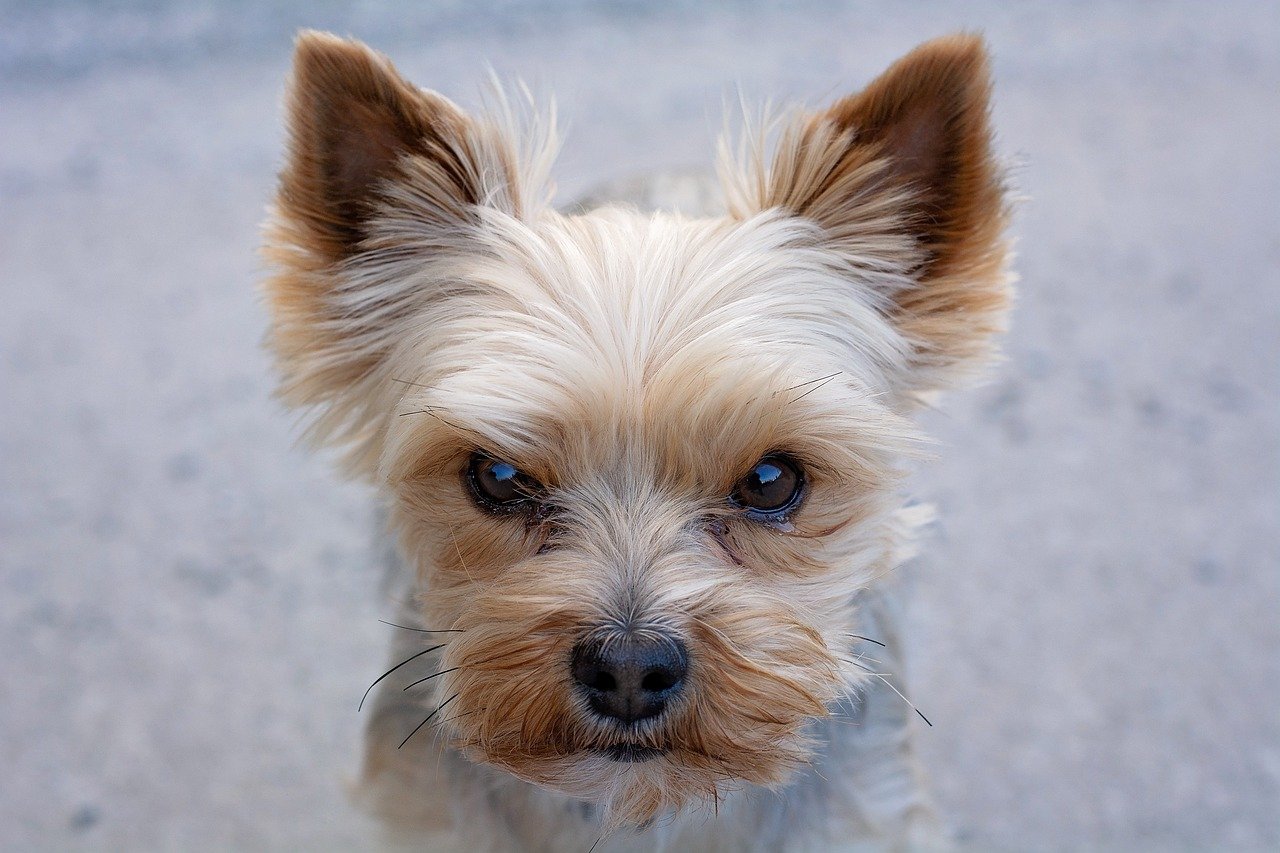 Stylish And Adorable Appearance (image credits: pixabay)