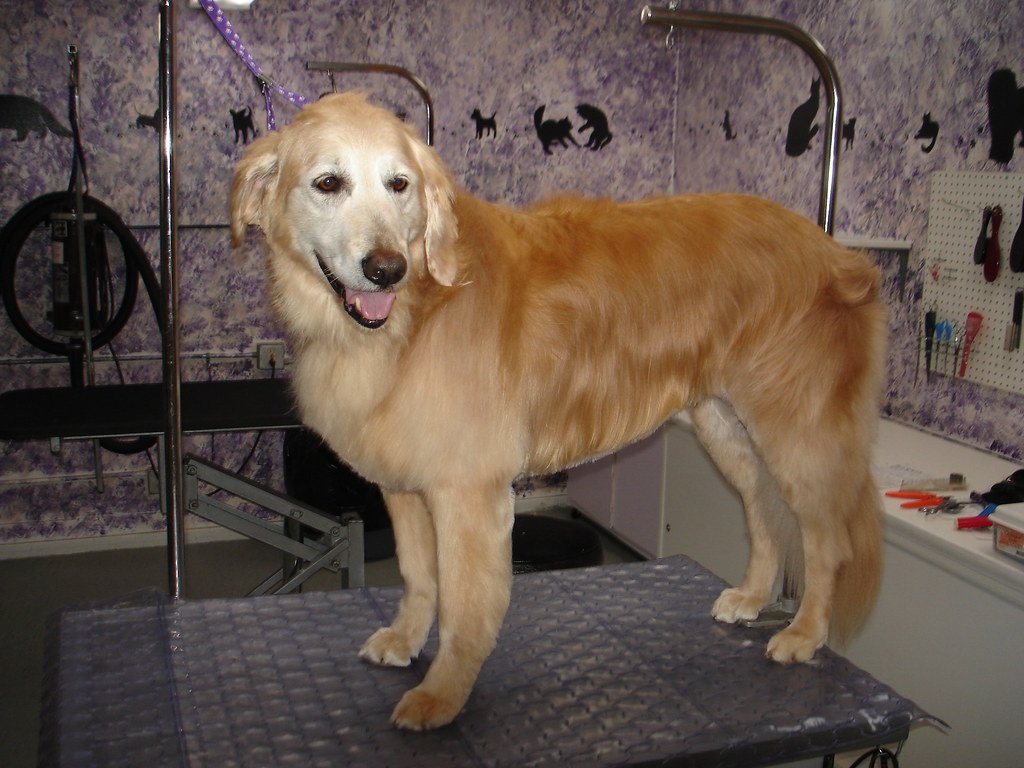 Grooming: More Than Just Good Looks (image credits: flickr)