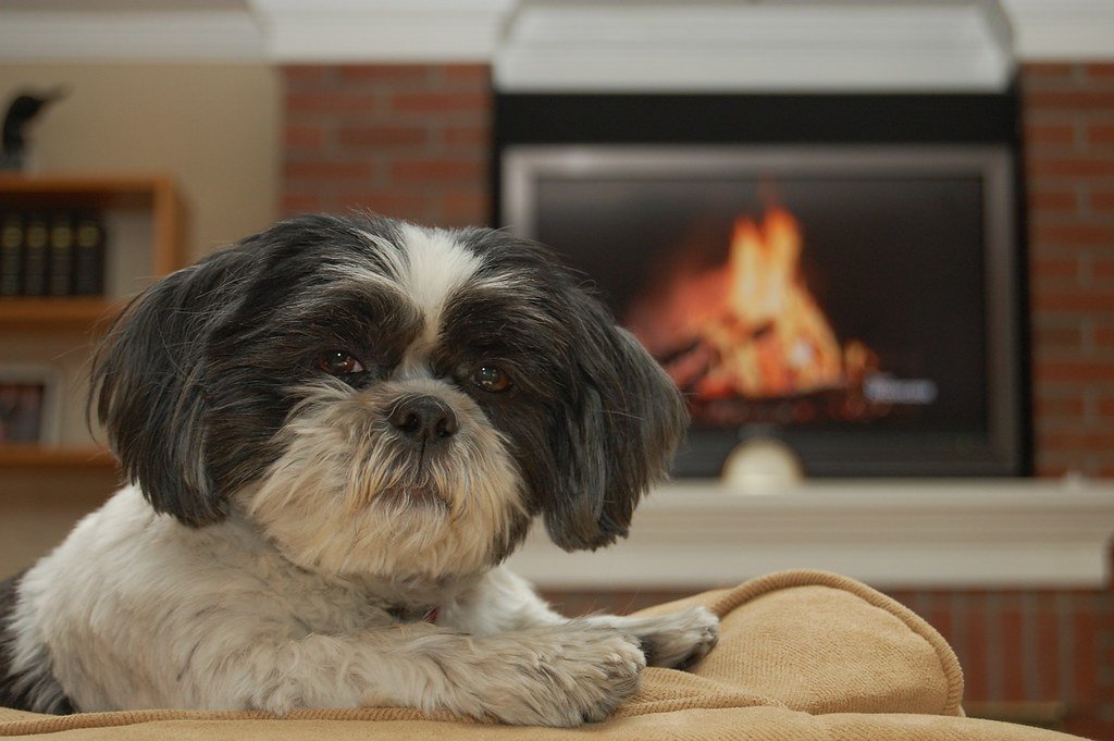 Shih Tzu: Calm Companions for Comfort Seekers (image credits: flickr)