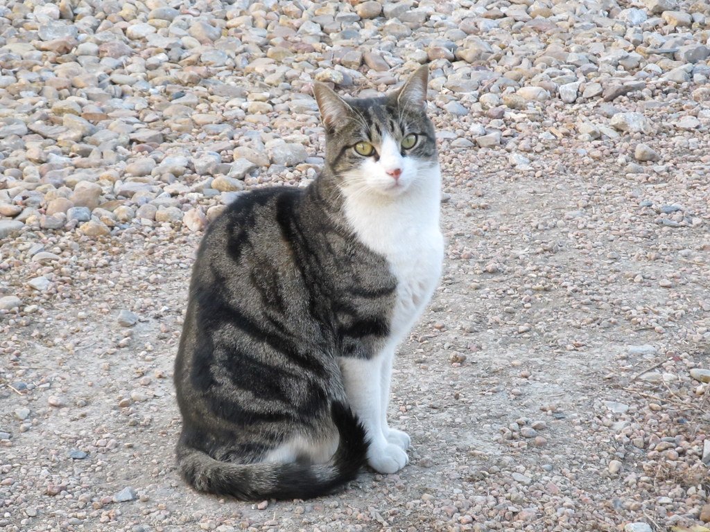 The Mystery of Feline Independence (image credits: flickr)