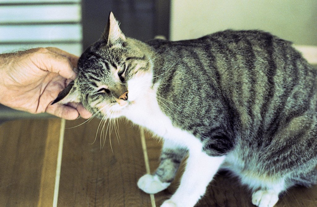Accepting Their Limits with Love (image credits: flickr)