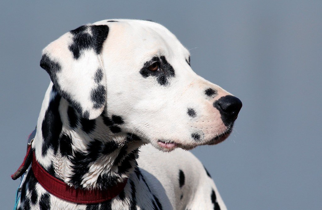 Dog Licensing Requirements (image credits: flickr)