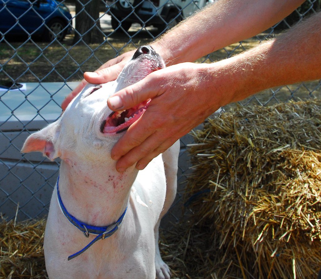 Dog Bite Liability Laws (image credits: flickr)
