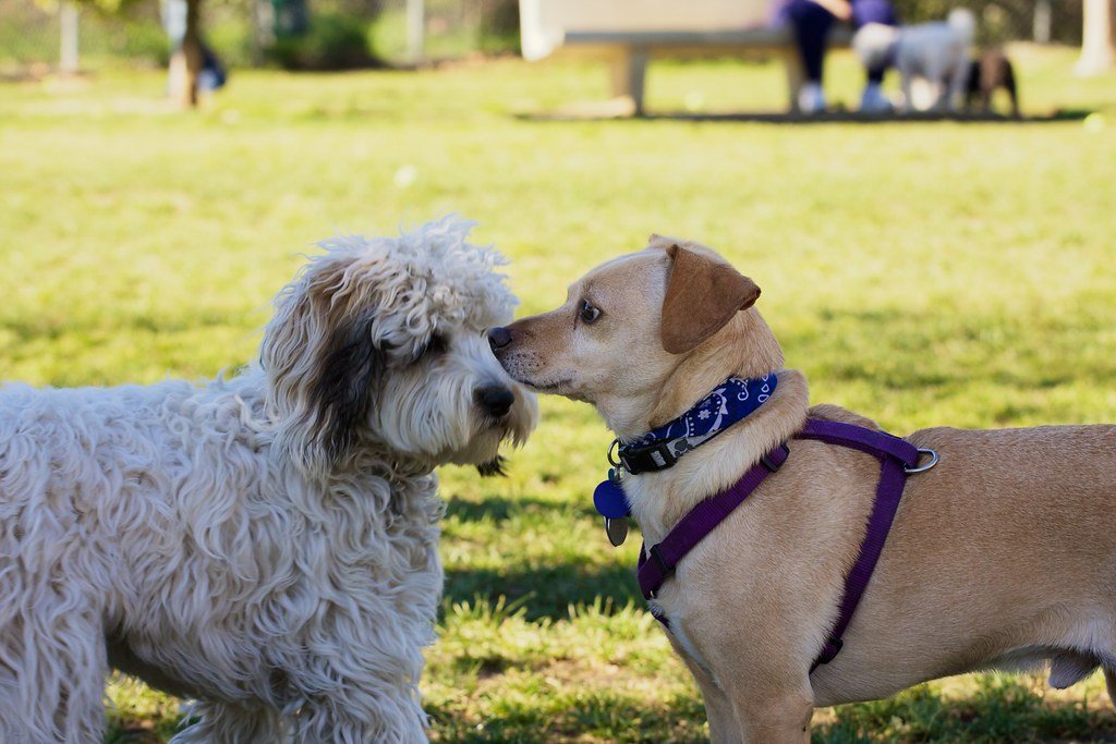Off-Leash Dog Parks and Restrictions (image credits: flickr)