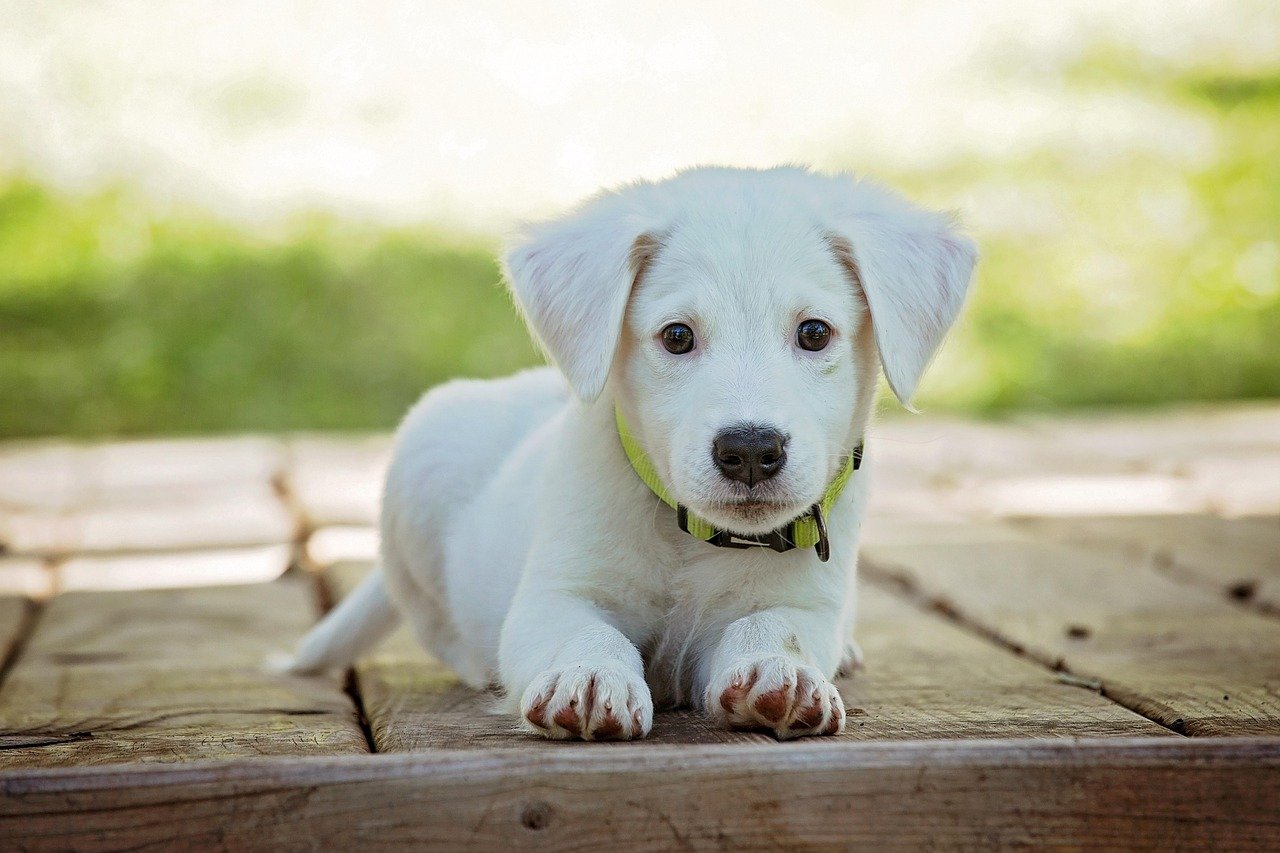 Puppy Sales and Breeder Regulations (image credits: pixabay)