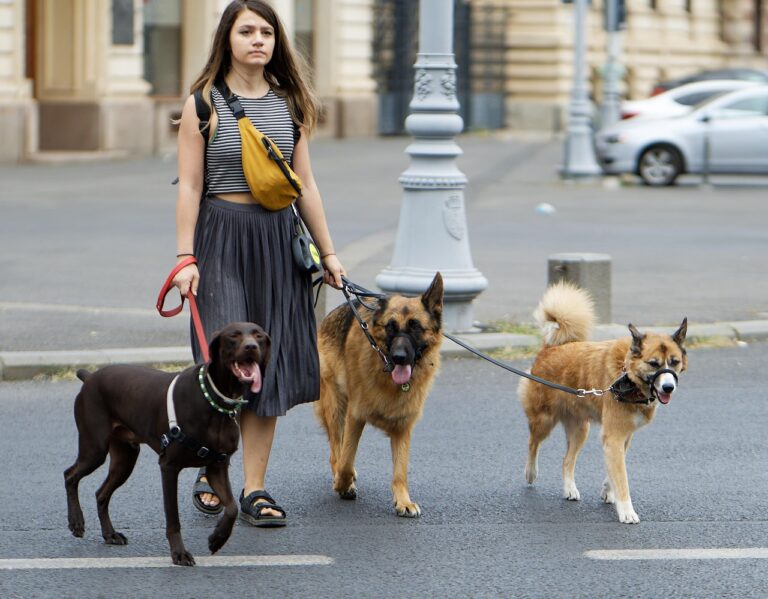 10 Challenges Only Dog Owners in Chicago Truly Understand