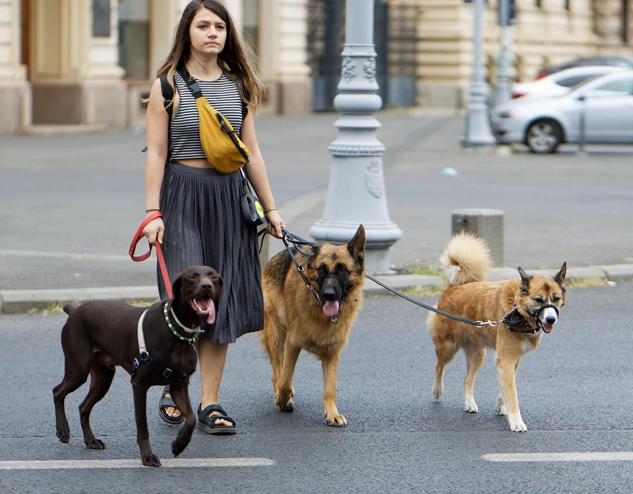 10 Challenges Only Dog Owners in Chicago Truly Understand