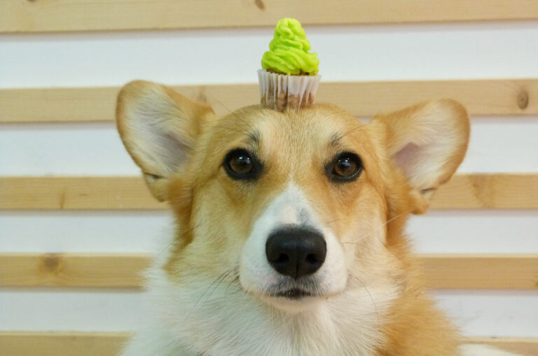 10 Things That Make Vermont One of America’s Most Dog-Loving States
