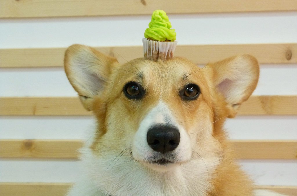 10 Things That Make Vermont One of America’s Most Dog-Loving States