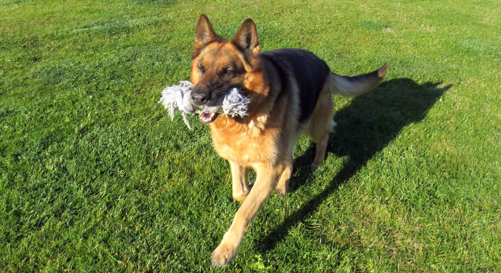 Exercise Needs: Keeping Up With a Canine Athlete (image credits: wikimedia)