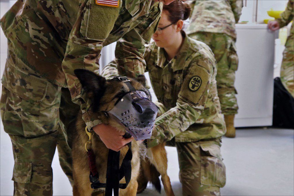 Health Concerns: What Every Owner Should Know (image credits: flickr)