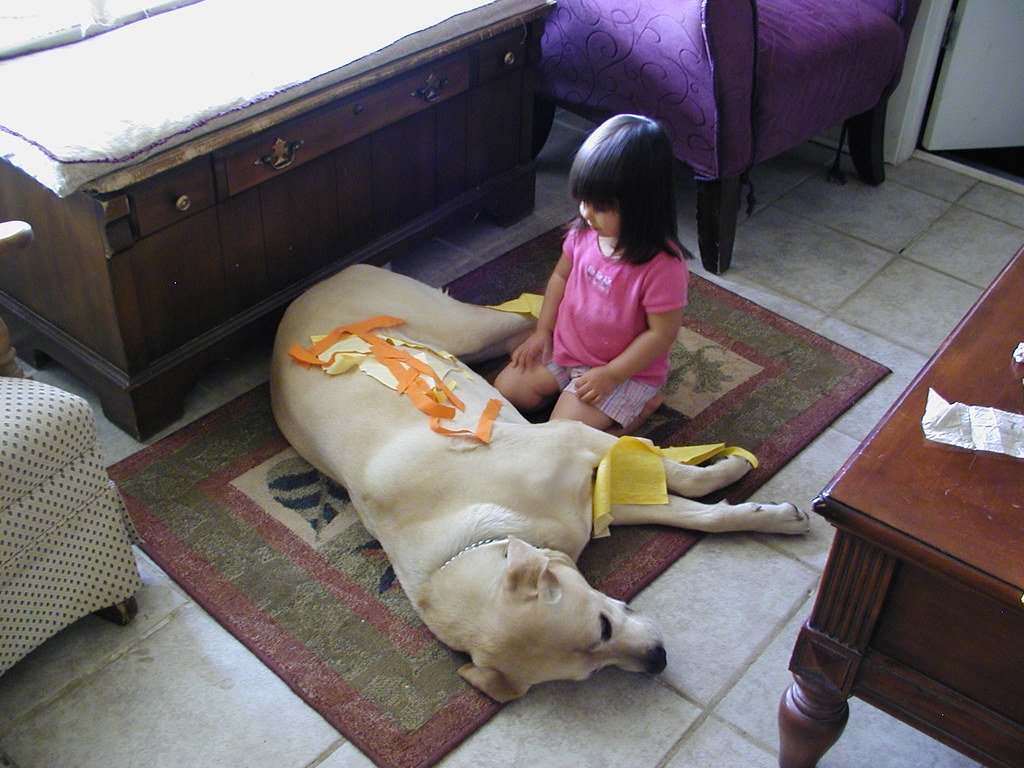 The Gentle Heart: Labradors with Children (image credits: flickr)