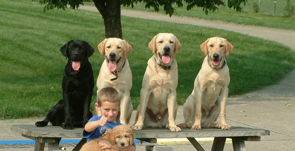 Training Triumphs: Making Good Dogs Even Better (image credits: flickr)