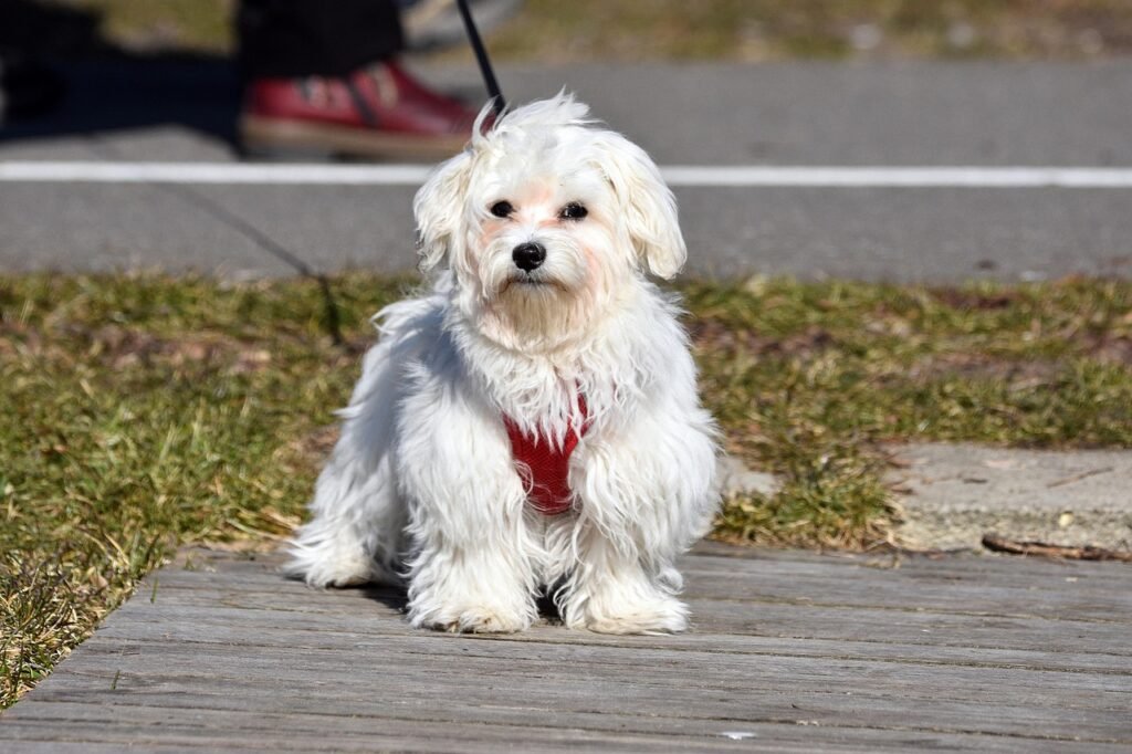 Maltese: The Playful Little Aristocrat