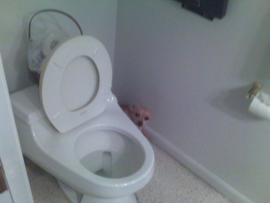 What Should You Do If Your Dog Drinks Toilet Water? (image credits: flickr)