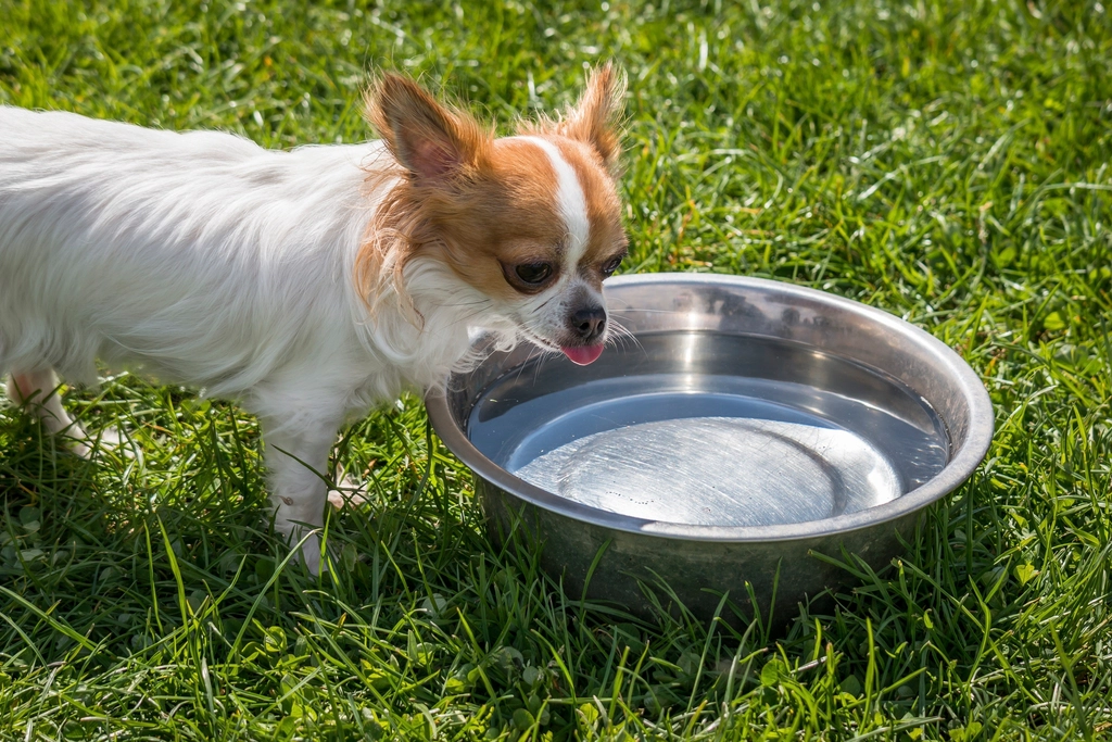 Safer Alternatives for Thirsty Dogs (image credits: rawpixel)