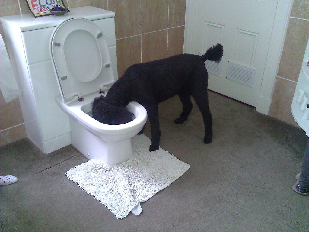 My Dog Drinks From The Toilet Bowl—Is it Safe?
