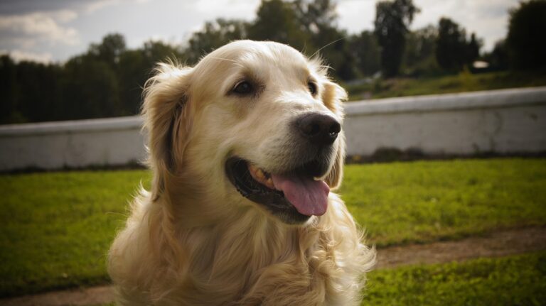 Why Goldens Are The Best Listeners With The Softest Eyes
