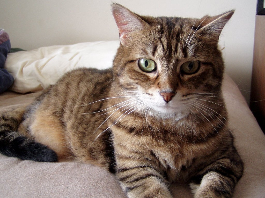 Tips for Teaching Your Cat Their Name (image credits: flickr)