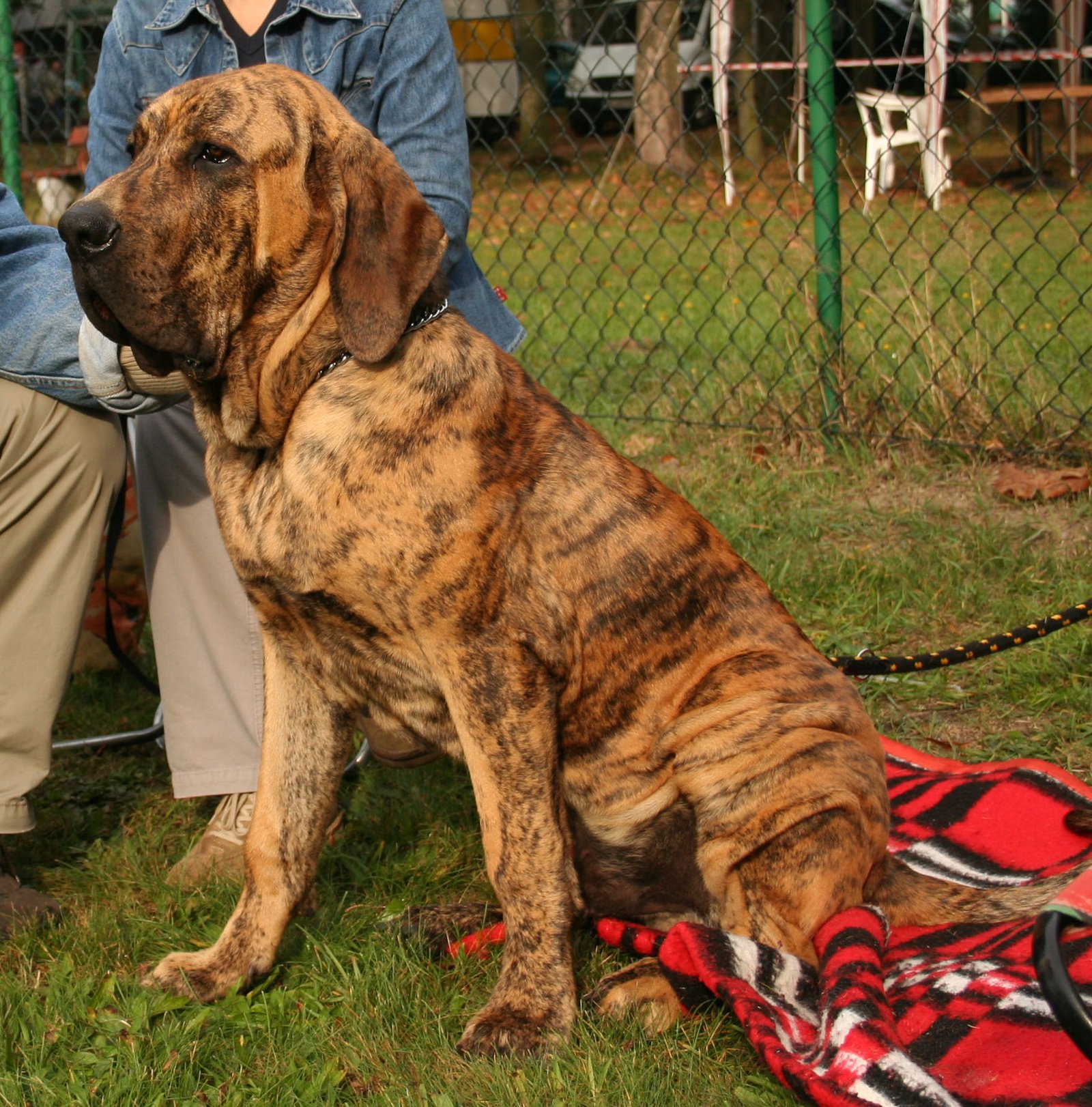 Fila Brasileiro: Loyalty With a Dangerous Edge (image credits: wikimedia)