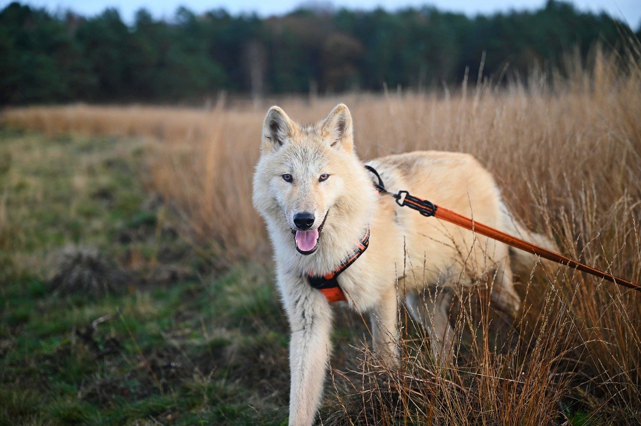 Wolfdog Hybrids: Too Wild For Comfort (image credits: pixabay)