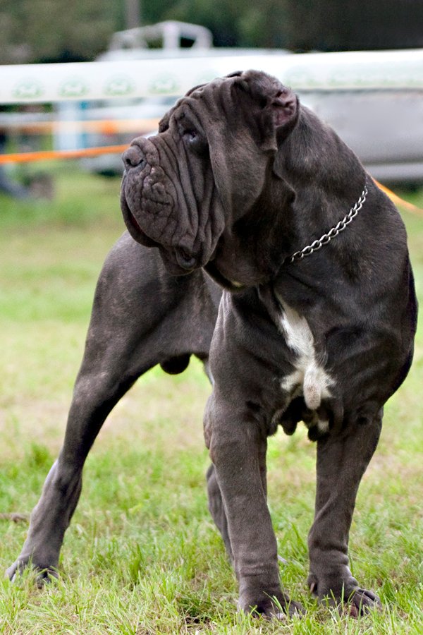 Neapolitan Mastiff: Giants With a Troubling Track Record (image credits: wikimedia)