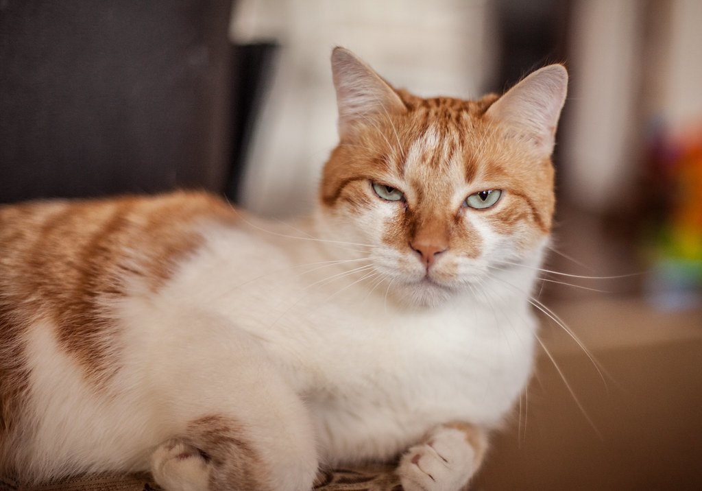 People Who Expect Cats to Entertain Their Kids (image credits: flickr)