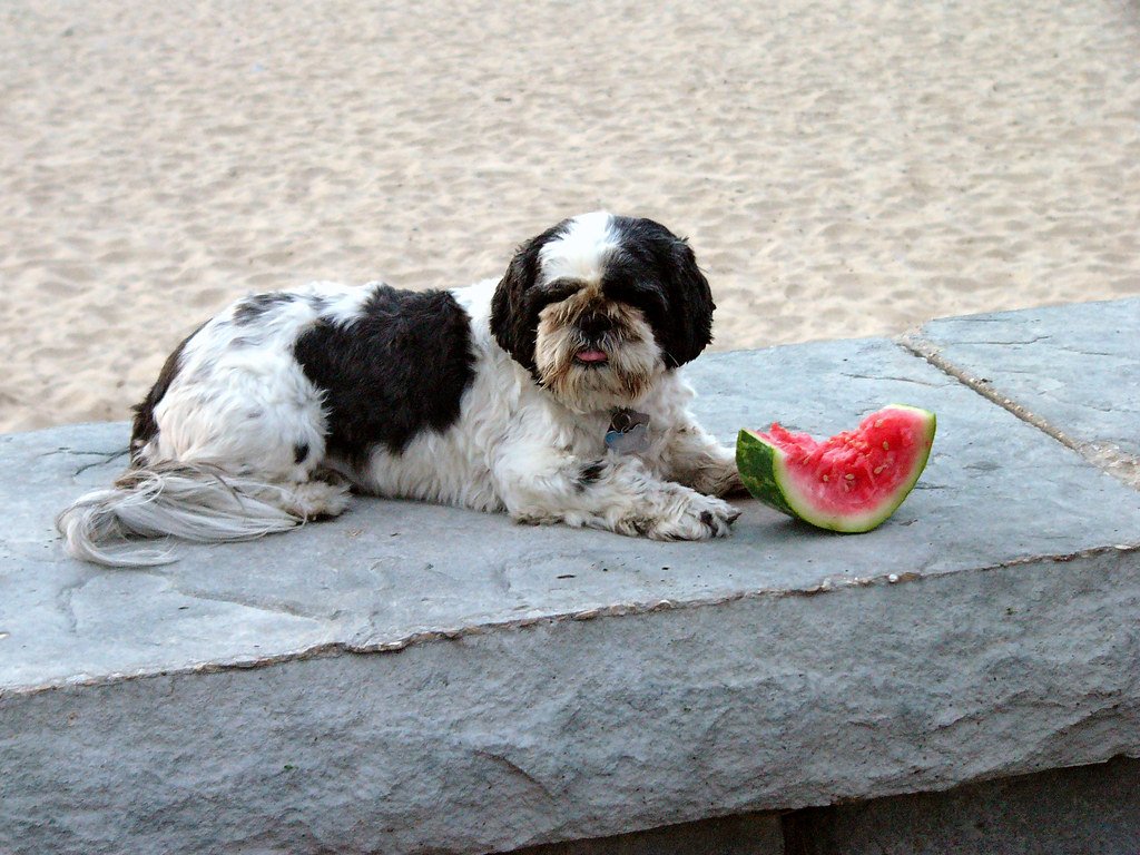 Why Watermelon Appeals to Dogs (and Their Humans!) (image credits: flickr)