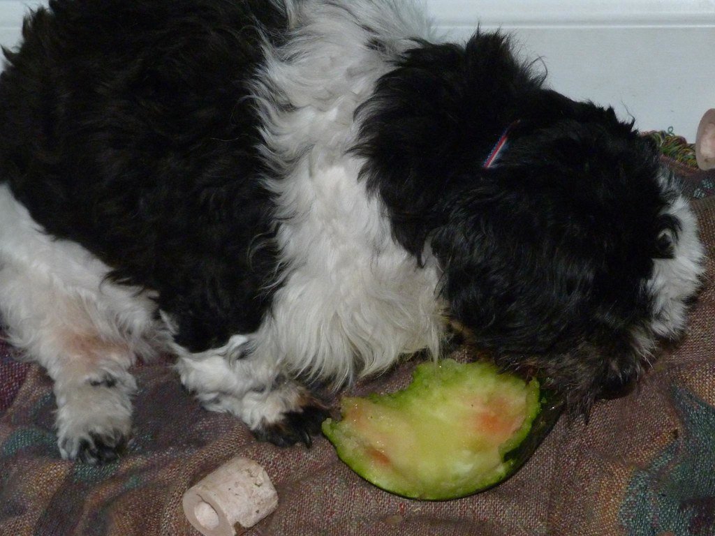 Is Watermelon Safe for Dogs? What Vets Recommend (image credits: flickr)
