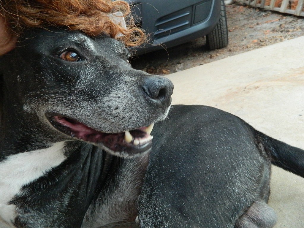 When Should You Avoid Giving Watermelon to Your Dog? (image credits: flickr)