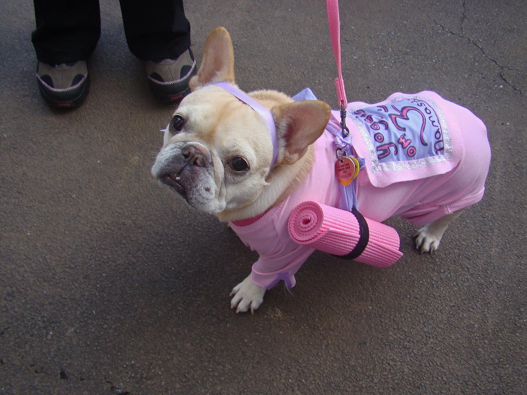 Quirky Dog Events and Festivals (image credits: flickr)