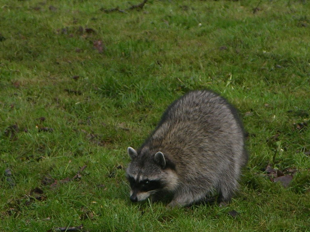 Threats to Other Pets and Wildlife (image credits: flickr)