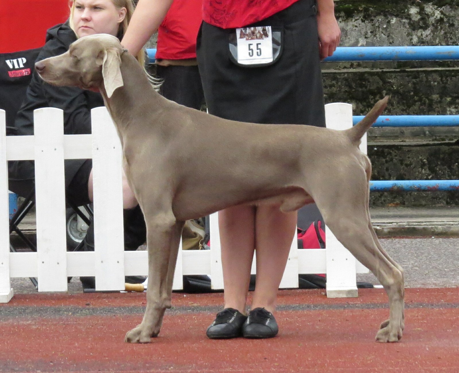 Weimaraner: The Velcro Hurricane (image credits: wikimedia)