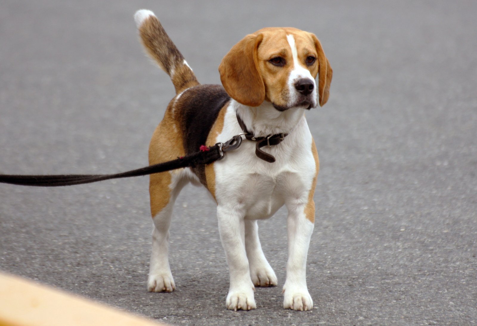 Beagle: The Curious Howler (image credits: wikimedia)