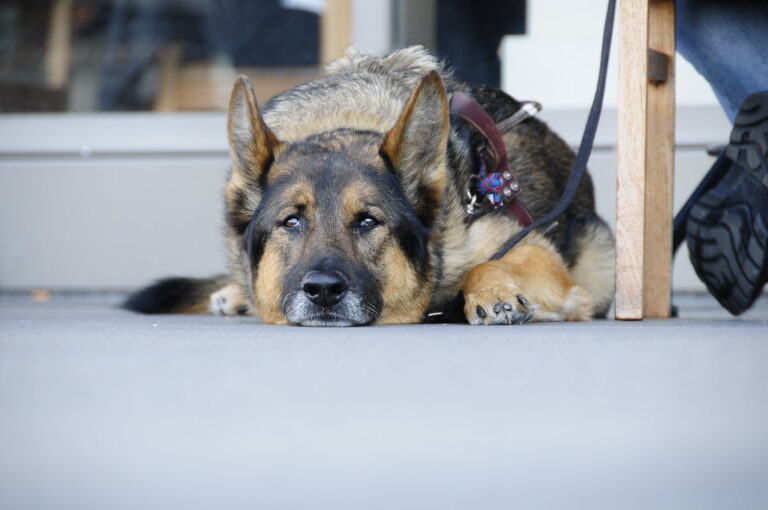 Why My First German Shepherd Wasn’t a Good Fit—and It Was My Fault
