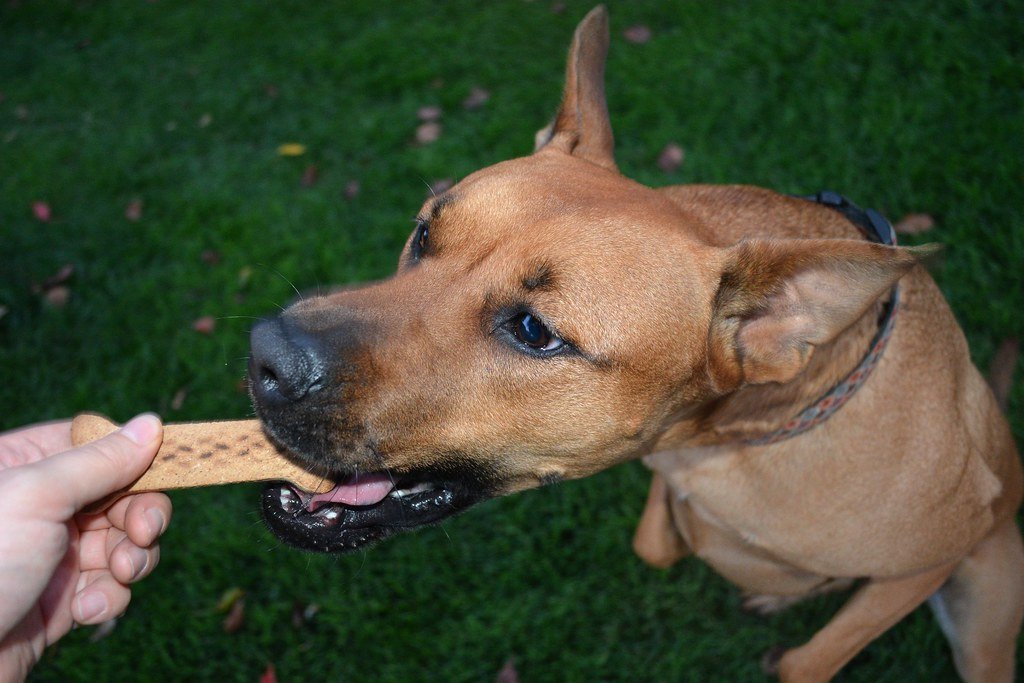 Rewarding Bad Behavior with Attention (image credits: flickr)