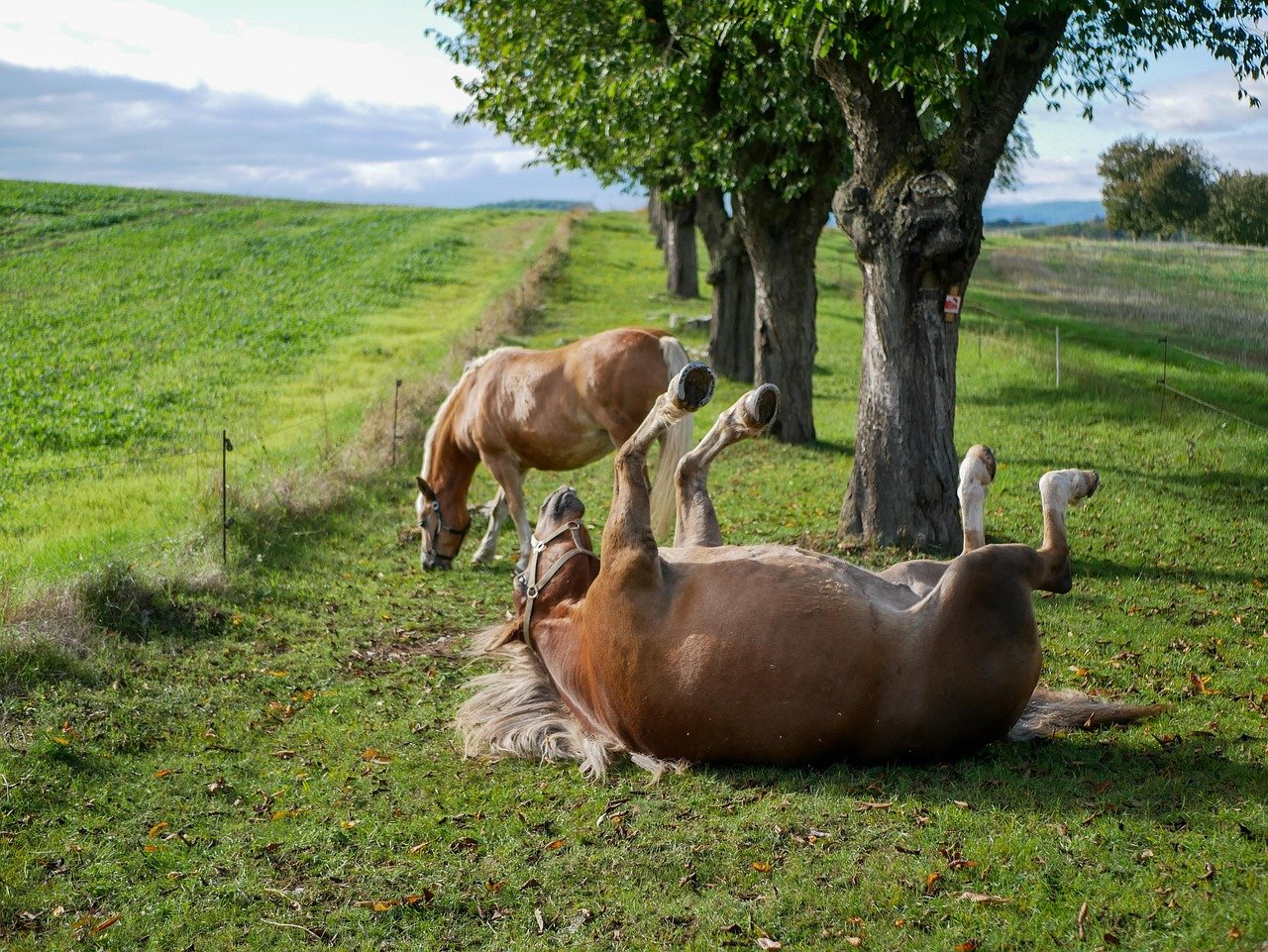 Playful Behavior Around You (image credits: pixabay)