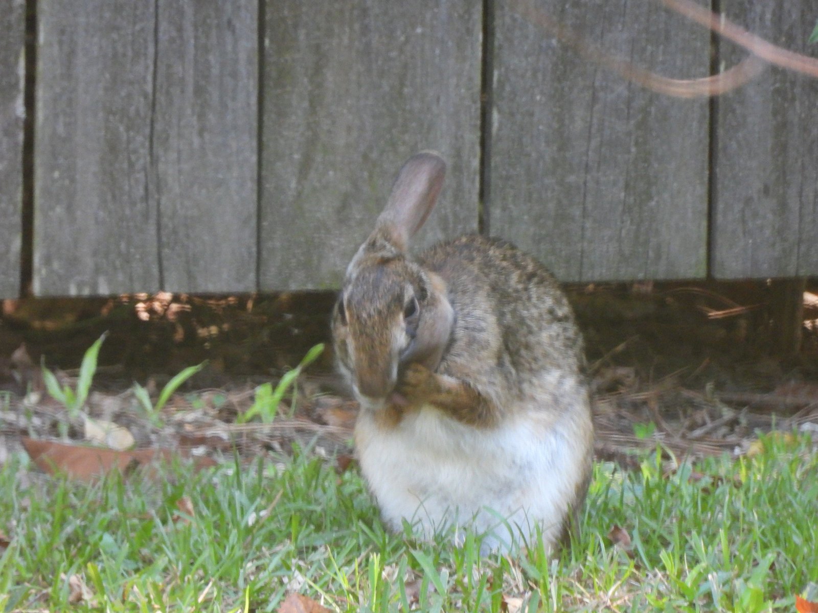 Changes in Grooming Habits (image credits: wikimedia)