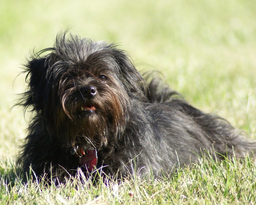 Allergies and Shedding: Hypoallergenic Hopes? (image credits: flickr)