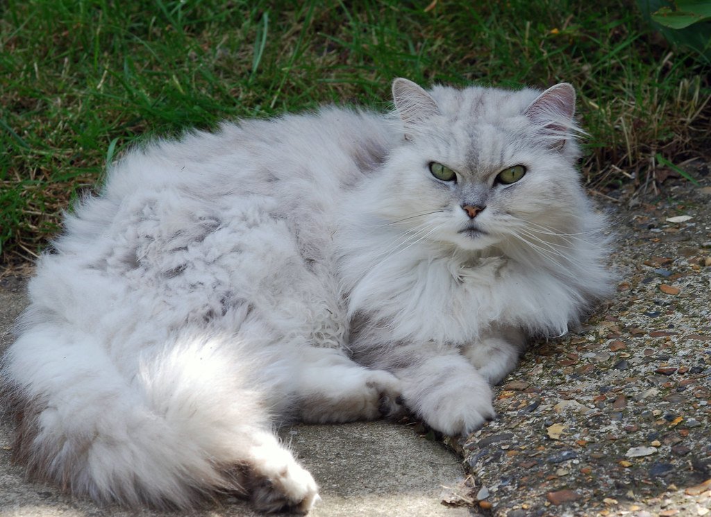 Persian: The Peaceful Recluse (image credits: flickr)