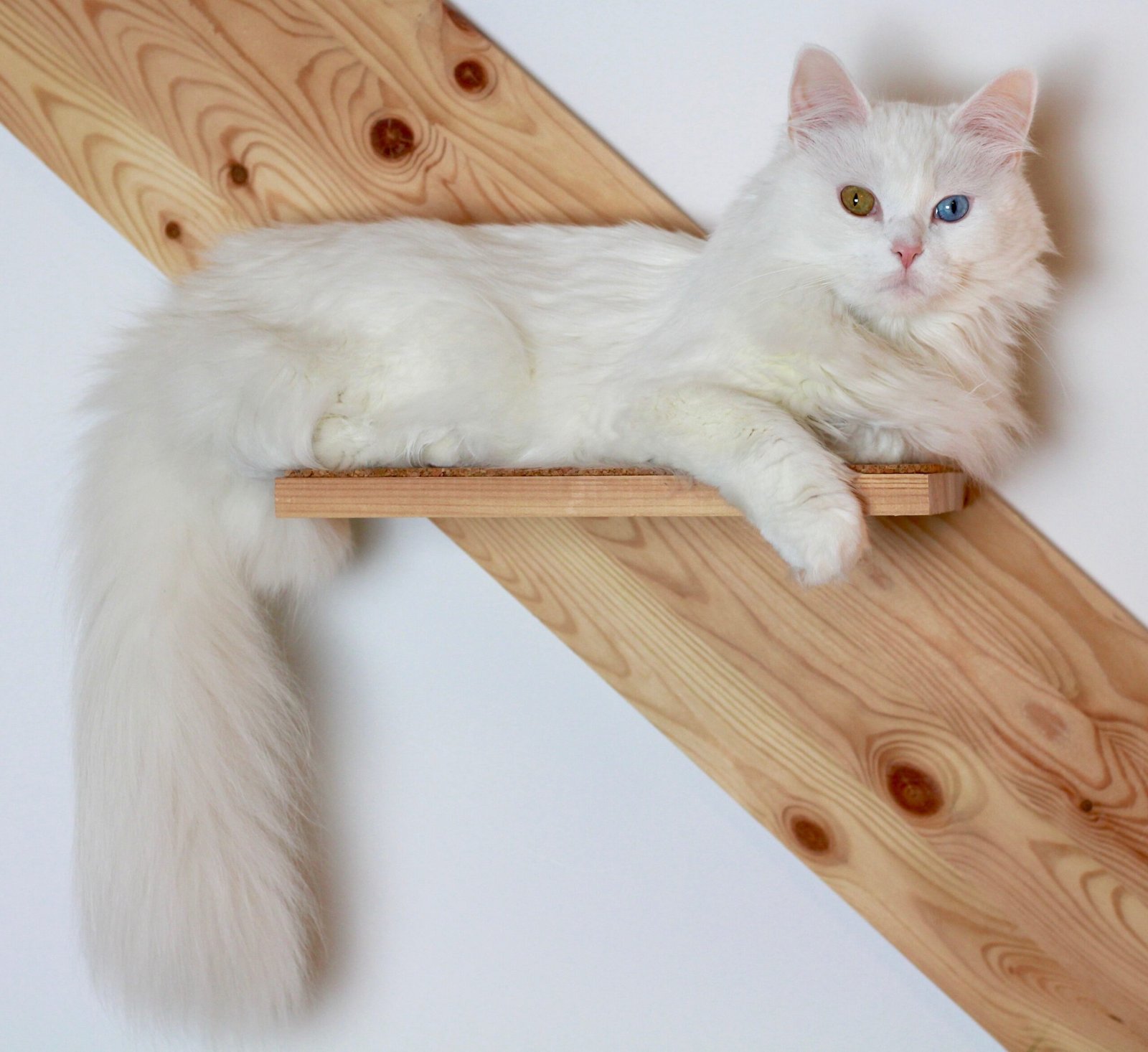 Turkish Angora: The Graceful Queen (image credits: wikimedia)